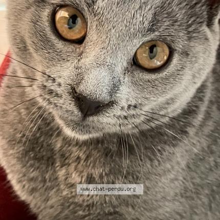 Photo 1/3 AYA Chat perdu à Montelimar