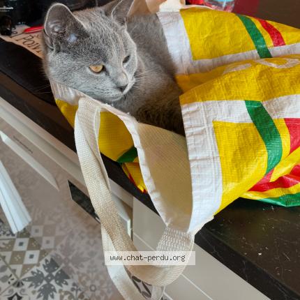 Photo 2/3 AYA Chat perdu à Montelimar
