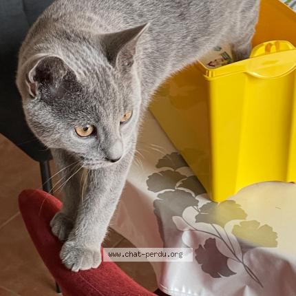 Photo 3/3 AYA Chat perdu à Montelimar