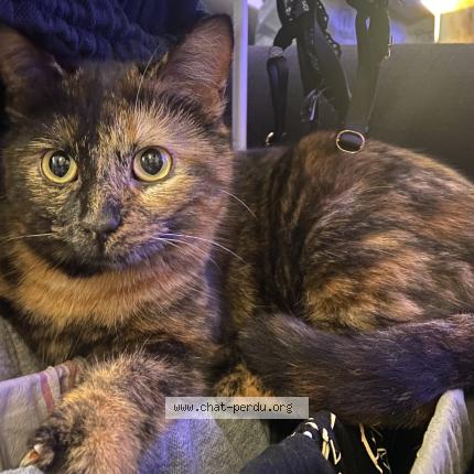 Photo 1/1 Clochette Chat perdu à Illiers combray