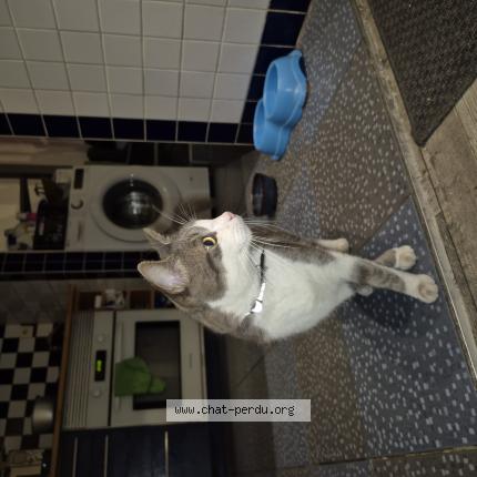 Photo 1/1 Chat retrouvé Trouvé à Montpellier