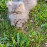 Photo de chat perdu à Villeneuve Sur Lot