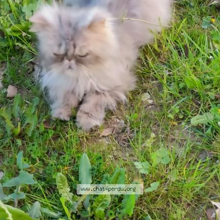 Photo 1/1 Pikachu Chat perdu à Villeneuve sur lot