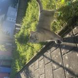 Photo de chat perdu à Wittenheim