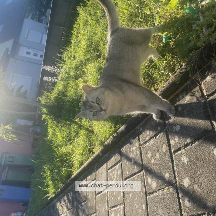 Photo 1/1 Ela Chat perdu à Wittenheim