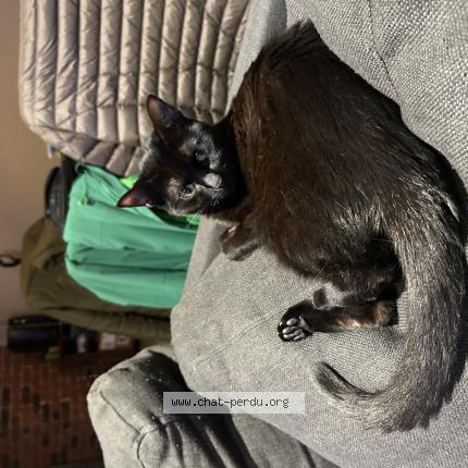 Photo 1/1 Chat retrouvé Perdu à Grenoble