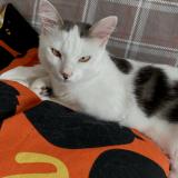 Photo de chat perdu à Le Haillan