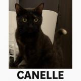 Photo de chat perdu à Repentigny