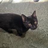 Photo de chat trouvé à Howey In The Hills