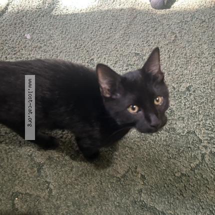 Photo 1/1 Chat trouvé Trouvé à Howey in the hills