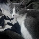 Photo de chat perdu à Gilbert