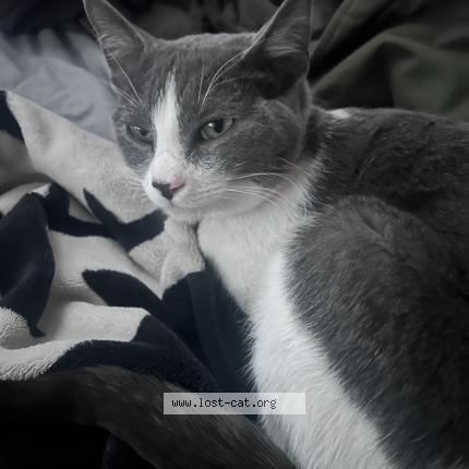 Photo 1/1 Tanya Sue Garr Chat perdu à Gilbert