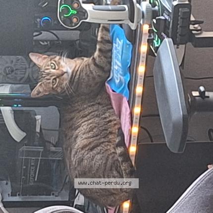 Photo 1/1 Nala Chat perdu à Castres