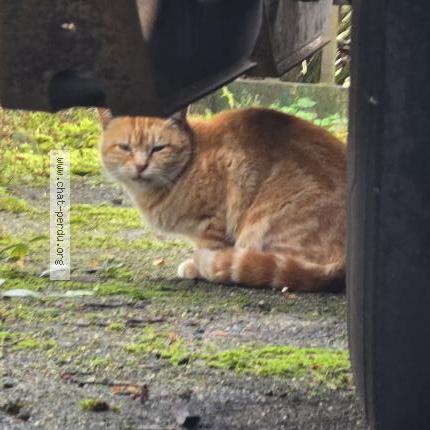 Photo 1/1 Chat trouvé Trouvé à Ormes