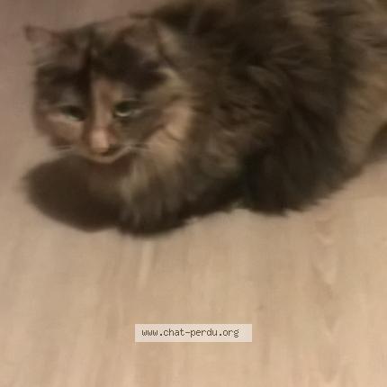 Photo de chat perdu à 69170 Valsonne