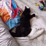 Photo de chat perdu à Decize