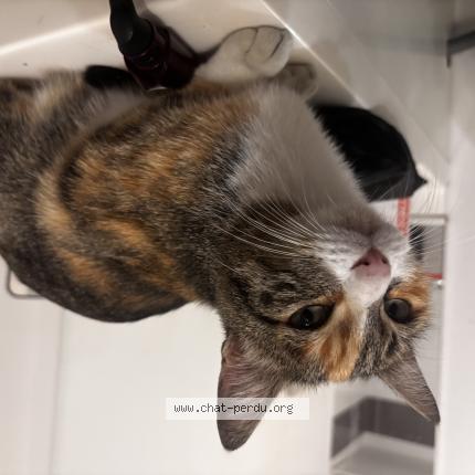 Photo 1/1 Chat trouvé Trouvé à Bourgoin jallieu 38