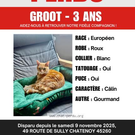 Photo 1/1 Groot Chat perdu à Chatenoy