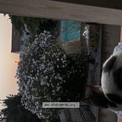 Photo 1/1 Tsuky Chat perdu à Marseille