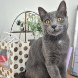 Photo de chat perdu à Arras