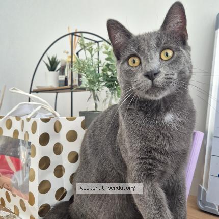 Photo 1/1 YATA Chat perdu à Arras