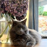 Photo de chat perdu à Epernay