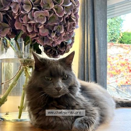 Photo 1/1 Chat retrouvé Perdu à Epernay