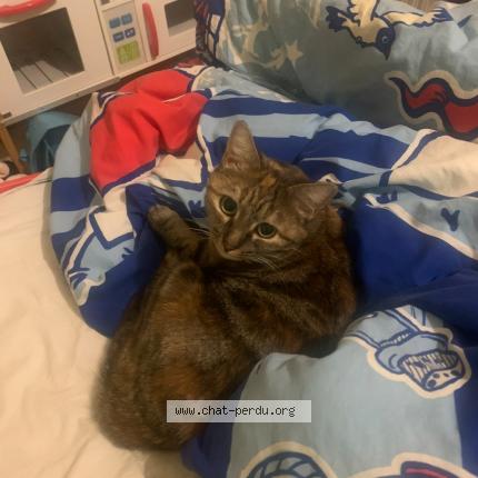 Photo 1/1 Mila Chat perdu à Availles limouzine