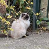 Photo de chat trouvé à Bordeaux