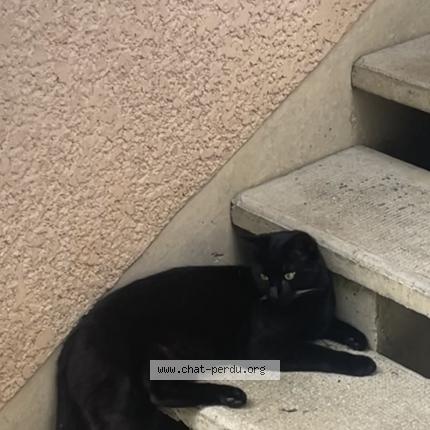 Photo 1/1 Chado Chat perdu à Tournan en brie