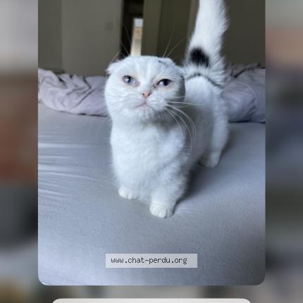 Photo 1/1 Tulipe Chat perdu à Le pizou