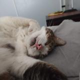 Photo de chat perdu à Beziers