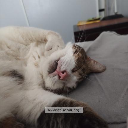 Photo 1/1 Chat retrouvé Perdu à Beziers