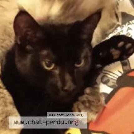 Photo 1/1 Bagheera Chat perdu à Valence