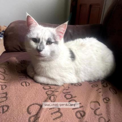 Photo 1/1 Chat retrouvé Perdu à Damprichard