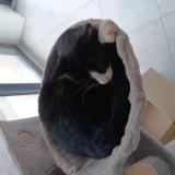 Photo de chat perdu à Le Bourg D Oisans