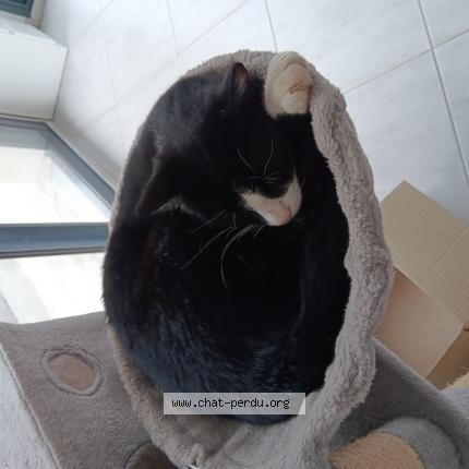 Photo 1/1 Chat retrouvé Perdu à Le bourg d oisans