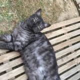 Photo de chat perdu à Carcassonne