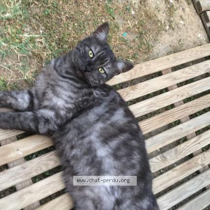 Photo 1/1 Chat retrouvé Perdu à Carcassonne