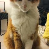 Photo de chat perdu à Begles