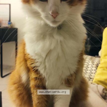 Photo 1/1 Gus Chat perdu à Begles