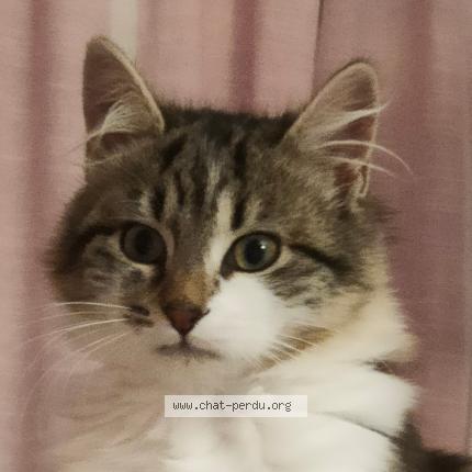 Photo de chat perdu à Annemasse
