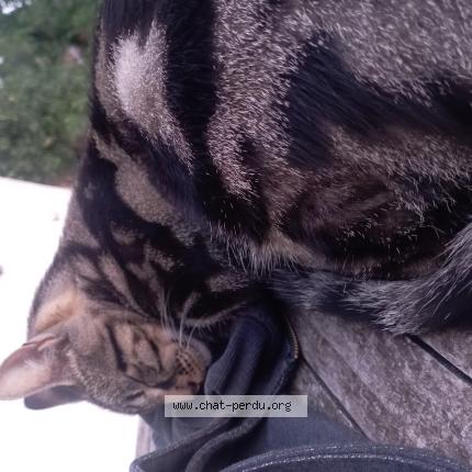 Photo 1/1 Ulysse Chat perdu à Salans