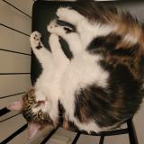 Photo de chat perdu à Bedarrides