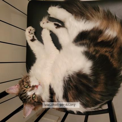 Photo 1/1 Yumi Chat perdu à Bedarrides