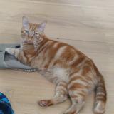 Photo de chat perdu à Saint Maur Des Fosses