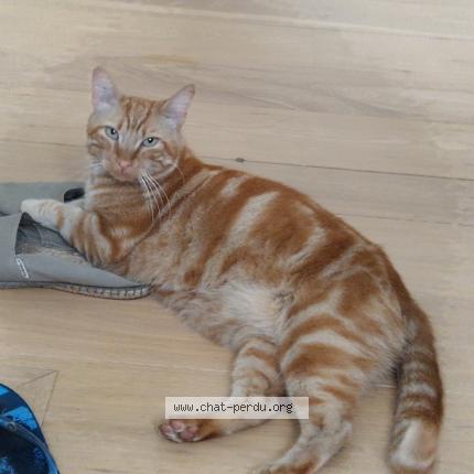 Photo de chat perdu à Saint Maur Des Fosses