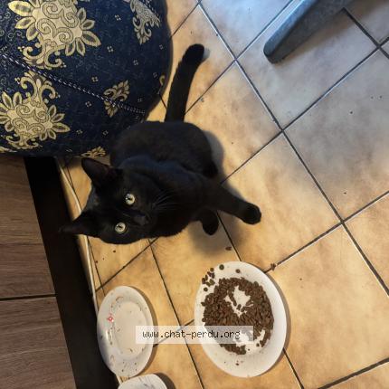 Photo 1/1 Chouchou Chat perdu à Carcassonne