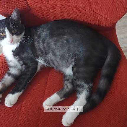 Photo 1/1 Milo Chat perdu à Tours