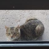 Photo de chat trouvé à Creteil